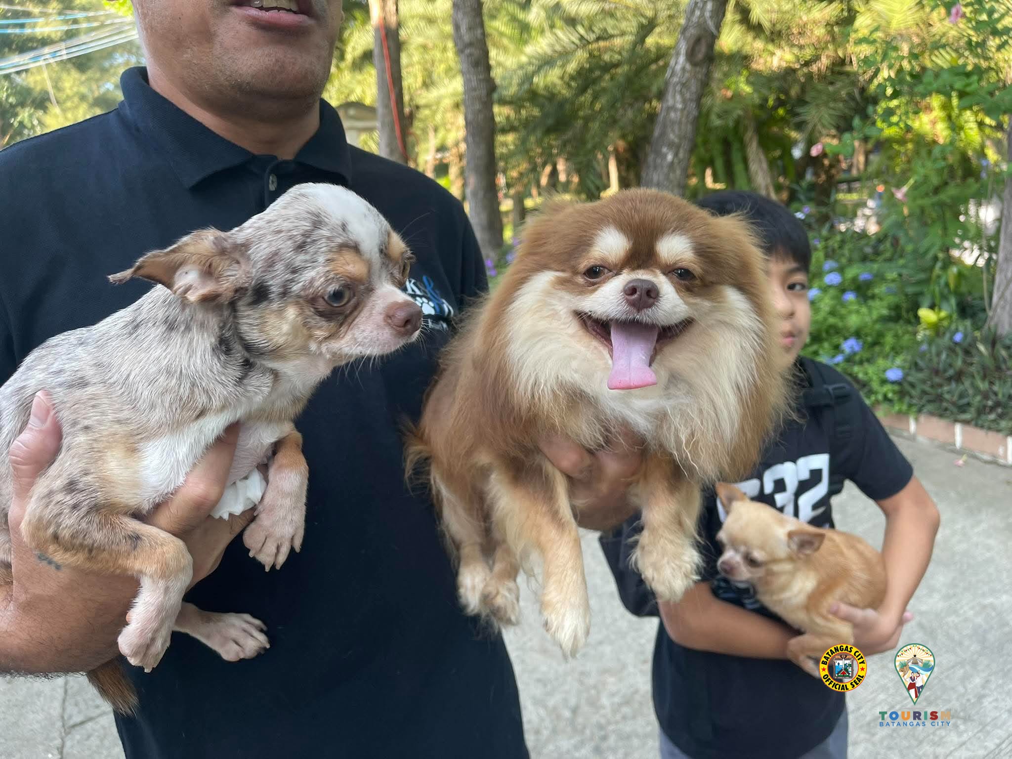 Small dogs held up by their owners