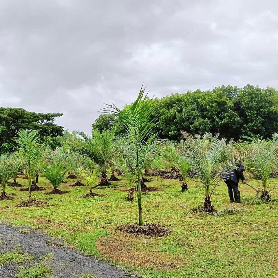 Date palm heavy with ripe orange date clusters at Blanco Kaingin