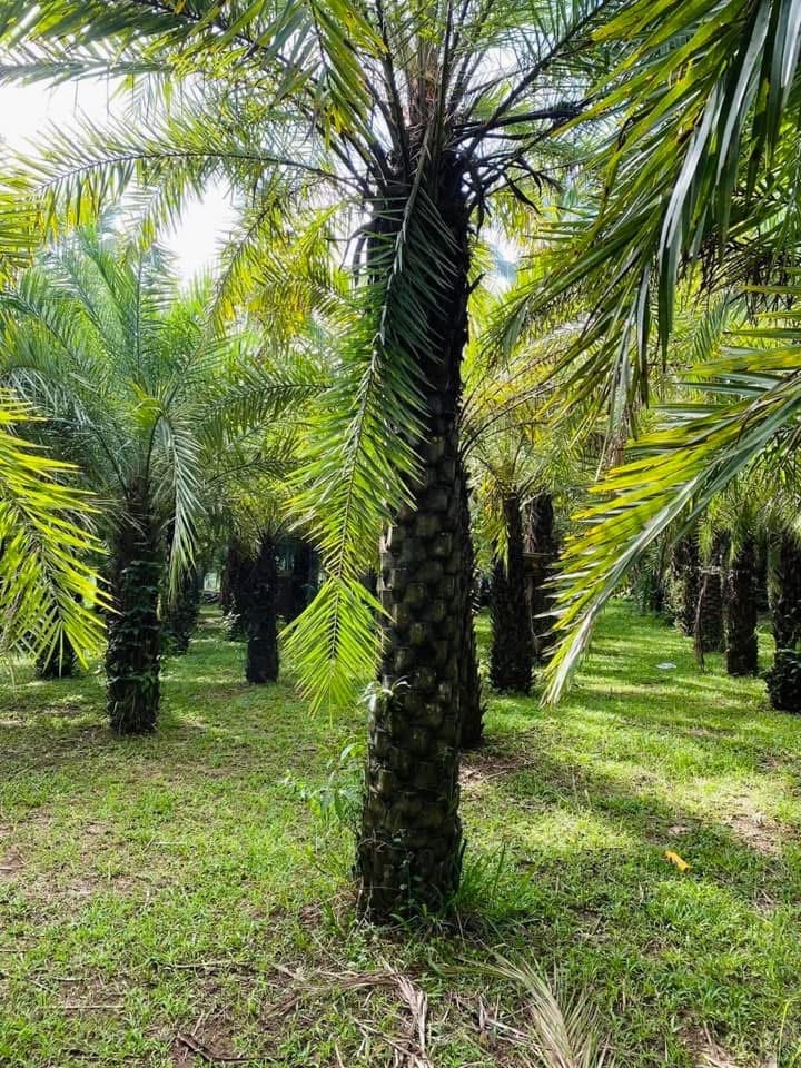 Date palm heavy with ripe orange date clusters at Blanco Kaingin