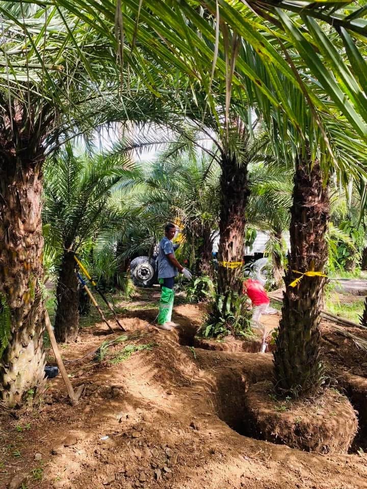 Date palm heavy with ripe orange date clusters at Blanco Kaingin