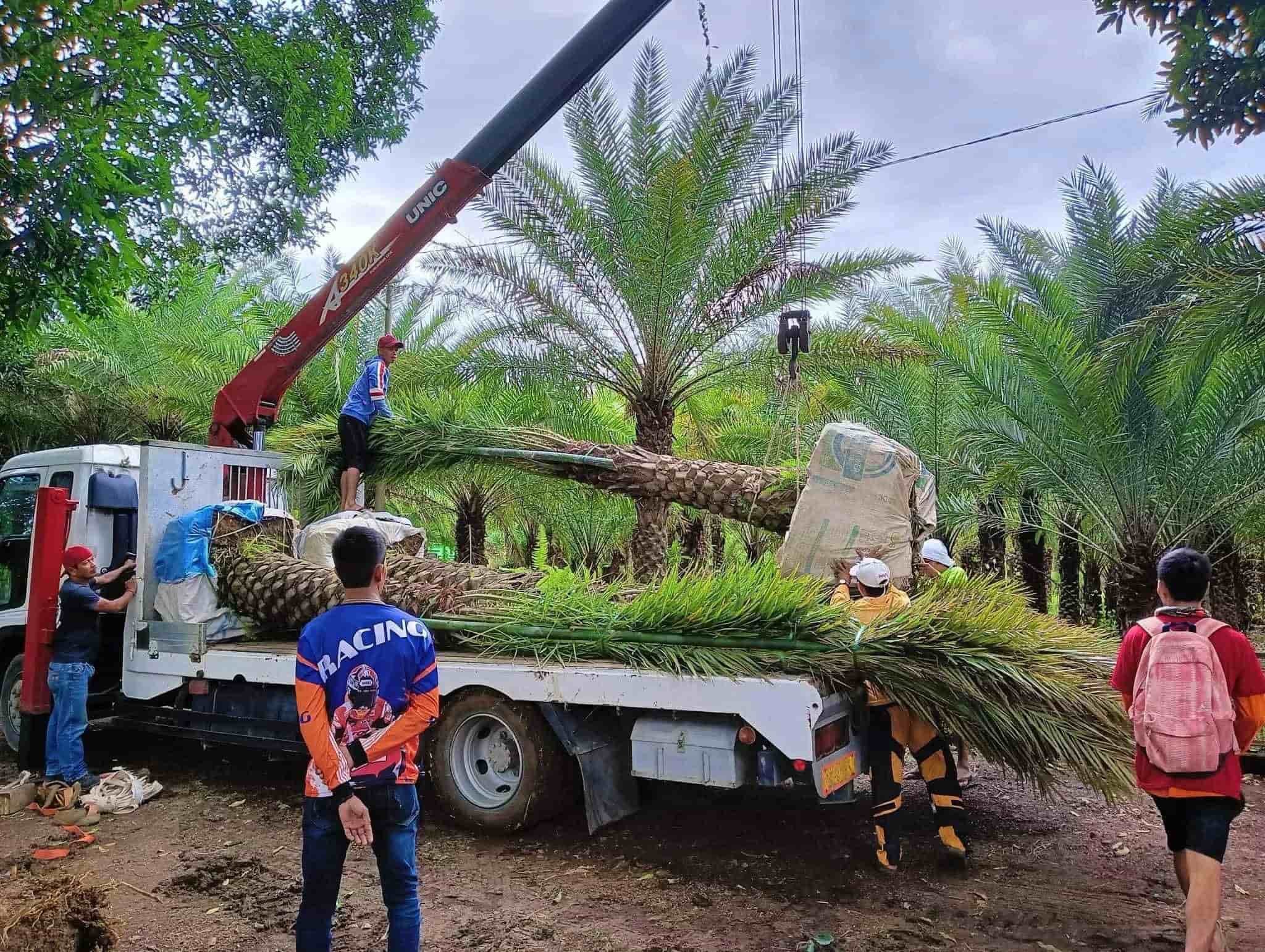 Date palm heavy with ripe orange date clusters at Blanco Kaingin