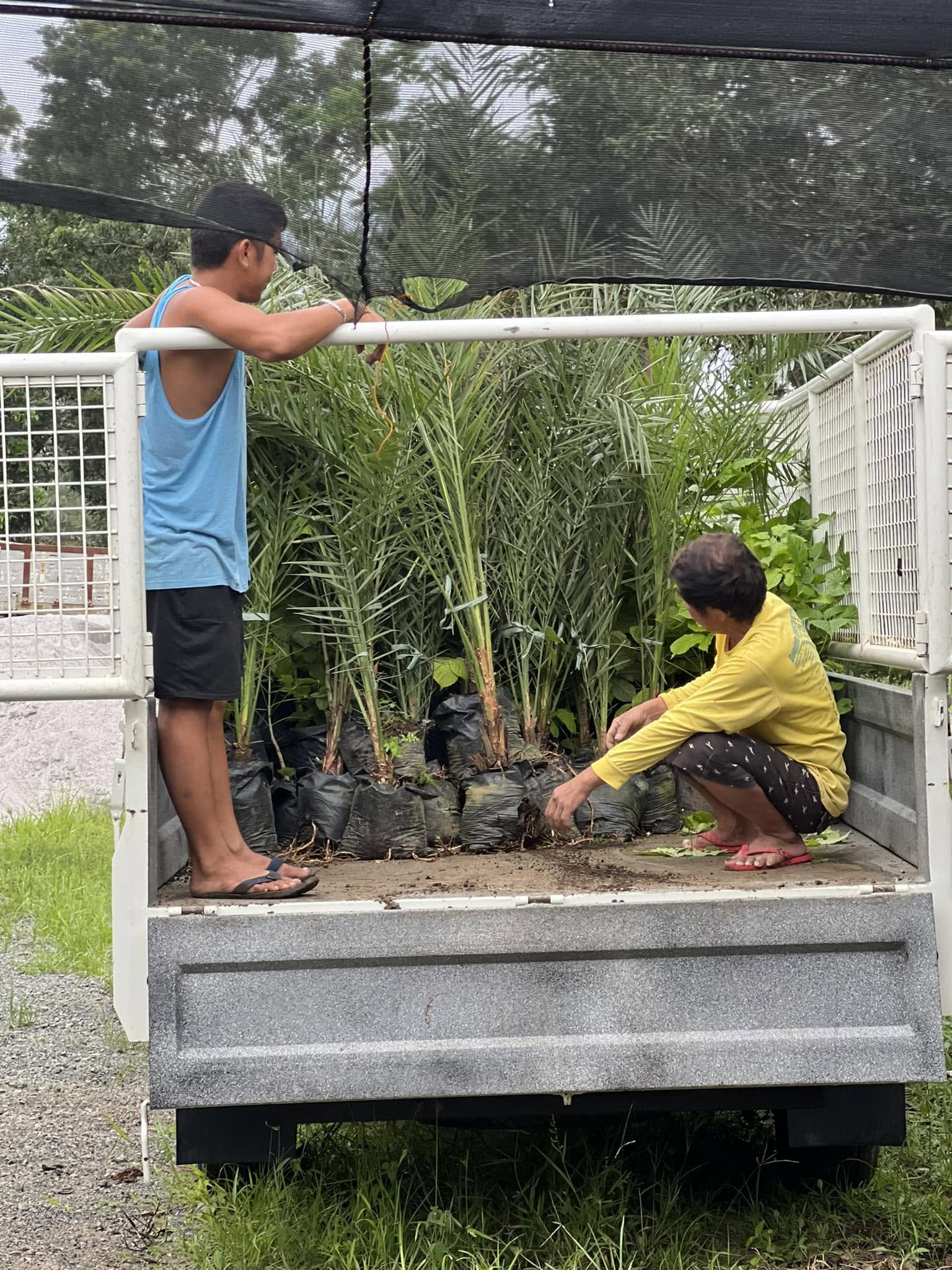 Two men loading young palms onto a truck for tree planting